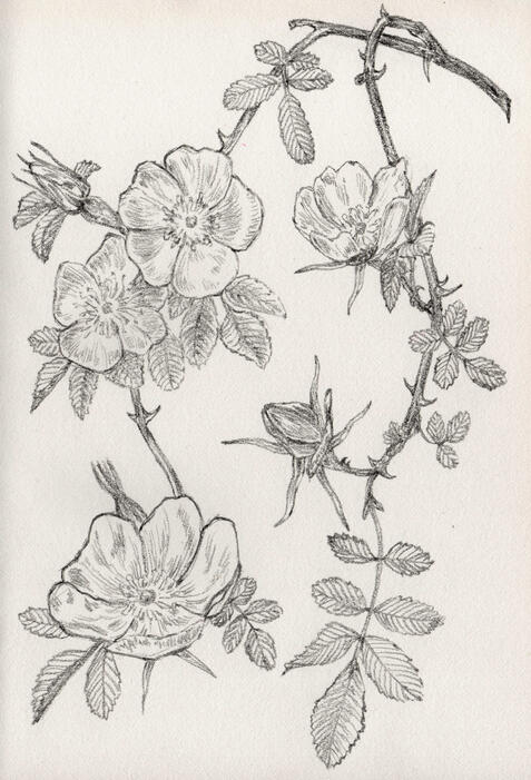 black pencil on paper